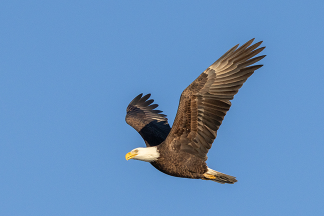 Male Bald Eagle in flight, Long Island New York